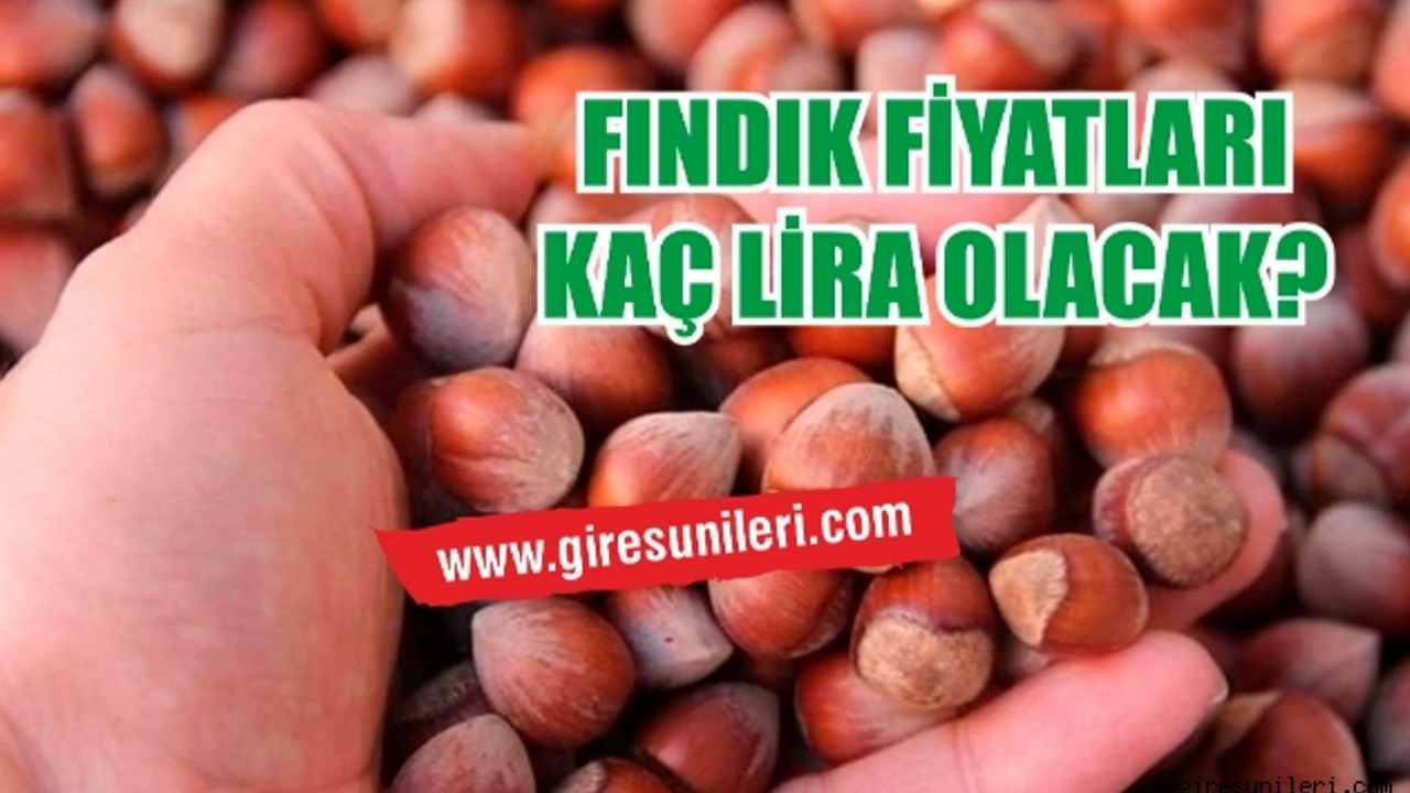 Giresun'da fındık piyasasında son durum… Fındık fiyatları yükseldi mi?