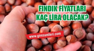 Giresun'da fındık piyasasında son durum… Fındık fiyatları yükseldi mi?