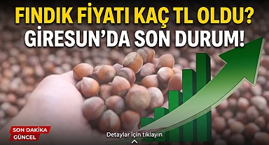 Giresun'da fındık piyasasında son durum… Fındık fiyatları yükseldi mi?