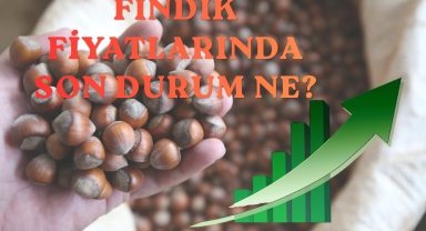 Giresun'da fındık piyasasında son durum… Fındık fiyatları yükseldi mi?