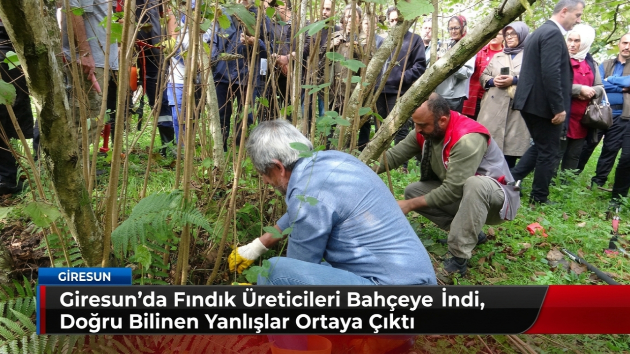 Giresun’da Fındık Üreticileri Bahçeye İndi, Doğru Bilinen Yanlışlar Ortaya Çıktı