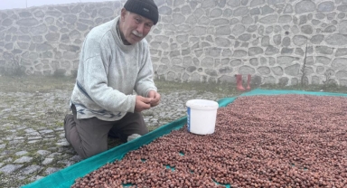 Giresun’da Fındık Üreticisinin Kurutma Çilesi Sürüyor