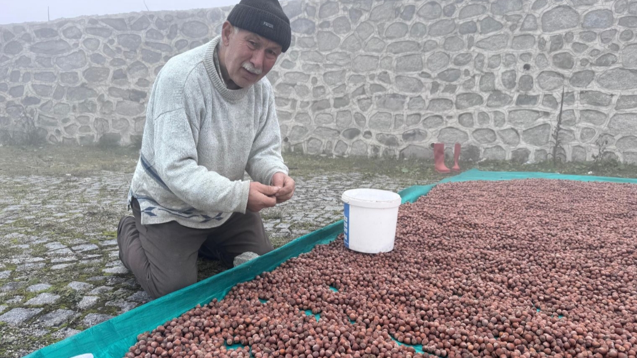 Giresun'da Fındık Üreticisinin Kurutma Çilesi Sürüyor