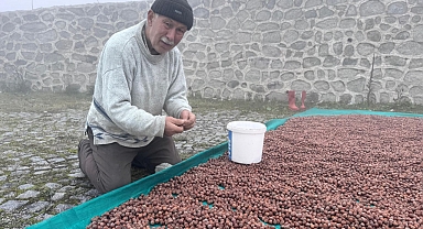 Giresun'da Fındık Üreticisinin Kurutma Çilesi Sürüyor