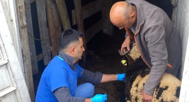 Giresun’da Hayvan Sağlığı İçin Saha Çalışması