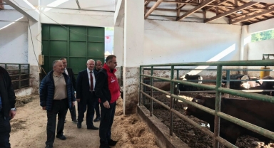 Giresun’da İthal Edilen 32 Sığır İçin Kontrol