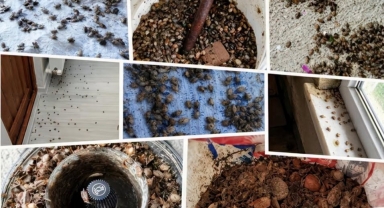 Giresun’da Kahverengi Kokarcaya Karşı Ekipler Sahada