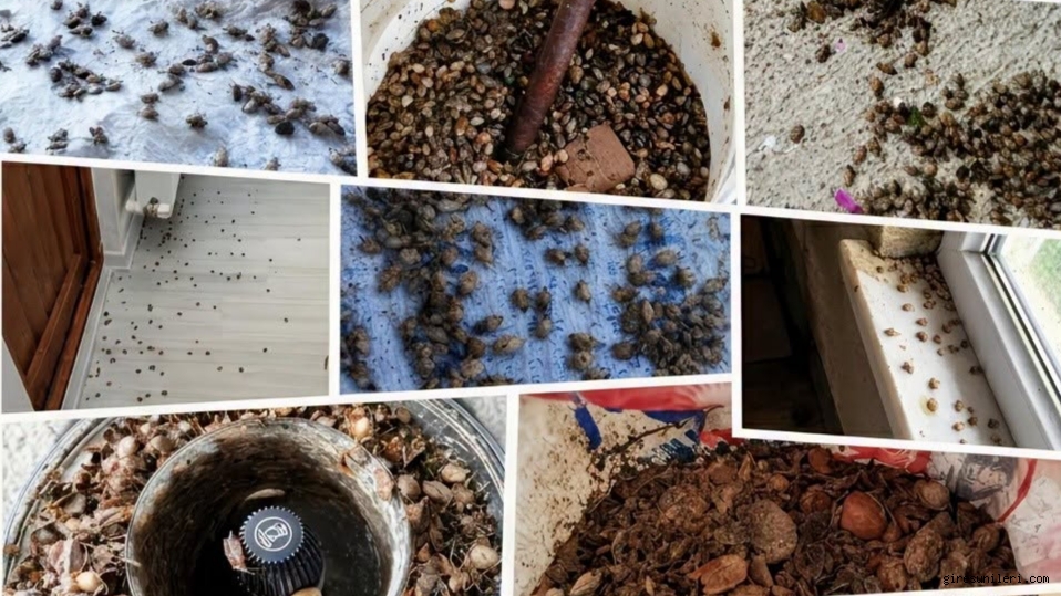 Giresun’da kahverengi kokarcaya karşı mücadele sürüyor