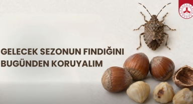 Giresun’da Kahverengi Kokarcaya Karşı Kış Mücadelesi Uyarısı