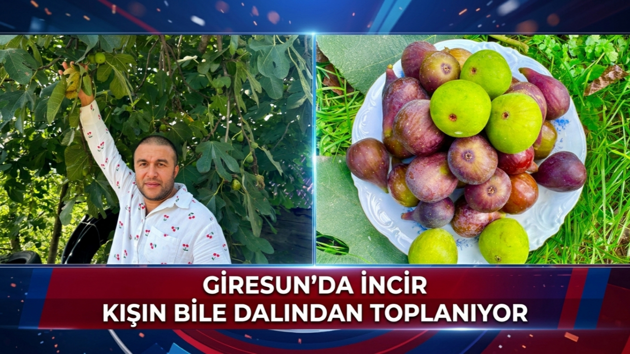Giresun’un Bu Köyünde İncir Kışın Bile Dalından Toplanıyor