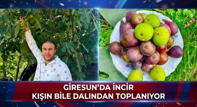 Giresun’un Bu Köyünde İncir Kışın Bile Dalından Toplanıyor