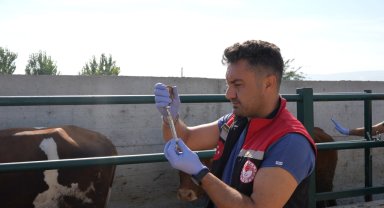Hayvan pazarları kapatılan Amasya'da şap hastalığına karşı aşılama çalışmaları sürüyor