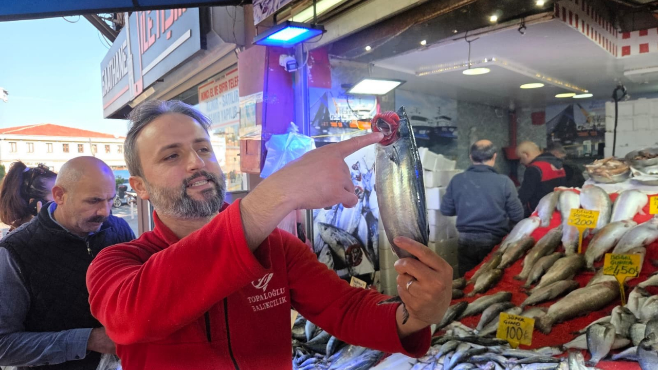 Karadeniz'de palamut alarmı! 