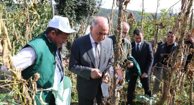 Ordu'da tescilli Akkuş şeker fasulyesi için hasat şenliği düzenlendi