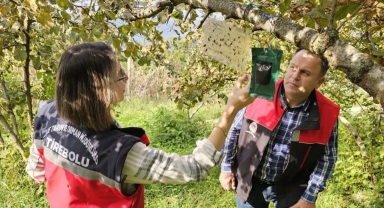 Tirebolu'da Kahverengi Kokarca ile Mücadelede Tuzak Kontrolleri Sürüyor