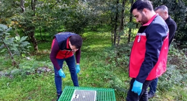 Yağlıdere'de Dört Mahallede Sülünler Doğayla Buluştu