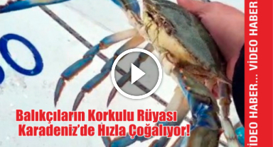 Balıkçıların Korkulu Rüyası Karadeniz'de Hızla Çoğalıyor!
