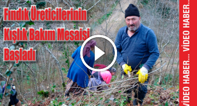 Fındık Üreticilerinin Kışlık Bakım Mesaisi Başladı