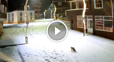 Giresun'da yayla merkezine inen tilki böyle görüntülendi