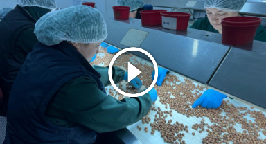 Giresun kalite Türk fındığı Amerika'ya tanıtılacak