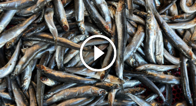 Karadeniz soğumadı hamsiler kaçtı