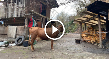 Türkiye-Gürcistan sınırında firari inek alarmı   