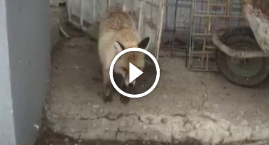 "Yeni kiracım" dediği tilkiyle dakikalarca sohbet etti   