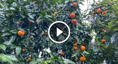 Çay tarlalarının yerini mandalinalar aldı