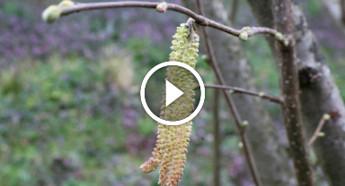 Fındık üreticileri sıcaktan değil zirai dondan tedirgin