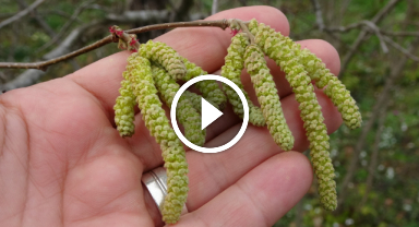 Fındıkta 'sıcak hava' tehlikesi!