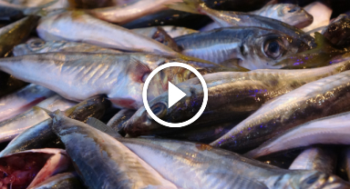 Hamsi sezonu erken kapatıyor   