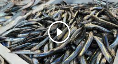 Hamsiye talep azaldı balıkçılar sezonu kapatmaya hazırlanıyor