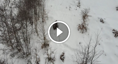 Kış uykusuna yatamayan ayı dron ile görüntülendi