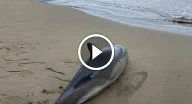 Ölü yunus balığı Ordu'da sahile vurdu: O anlar kamerada