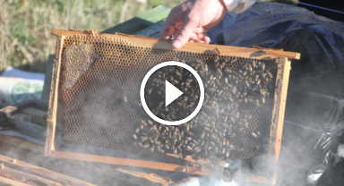 Sahte ballar arıcılık sektörünü tehlikeye düşürüyor
