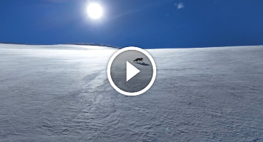 Uzungöl'ün zirvelerinde saniye saniye tilki takibi