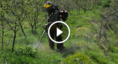 Fındık tarımında modern bahçelerle kalite ve kazanç artacak 