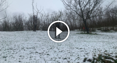 Fındıkta zirai don tehlikesi sürüyor!