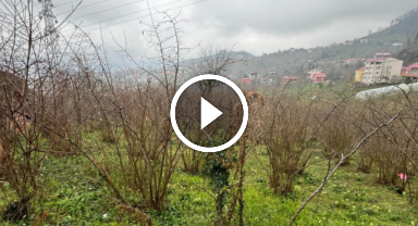 Giresun'da fındık üreticilerine "tarım sigortası yaptırın" çağrısı