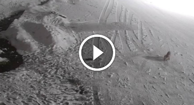 Giresun'un o ilçesinde yiyecek arayan tilki böyle görüntülendi