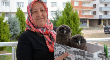 Giresunlu hayvan sever baykuş yavrularını elleriyle besliyor