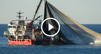 Hamsi ihracatında sona doğru