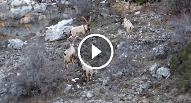 Yaban keçileri ve ayılar dronla böyle görüntülendi  