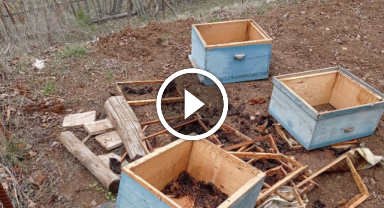 Ayılar kış uykusundan uyandı: Ortalık savaş alanına döndü