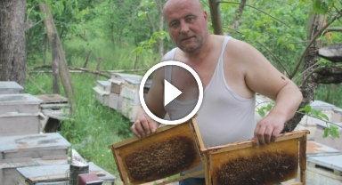 Çılgın arıcı: Arılara yarı çıplak ve eldivensiz müdahale ediyor