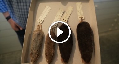 Dünya biyoçeşitliliğine ilk kez kazandırılan 3 yeni tür