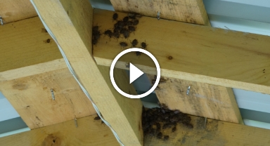 Fındık üreticileri endişeli, kahverengi kokarca istilası sürüyor!