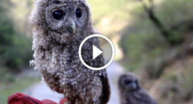 Giresun'da 4 baykuş yavrusu doğaya salındı