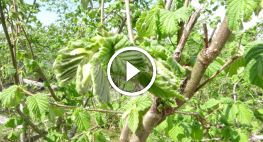 Giresun'da yüksek sıcaklıkların etkisi: Fındıkta yalancı meyve endişesi