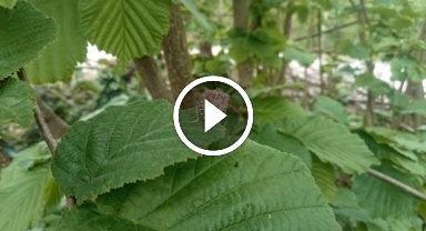 Kahverengi kokarca böceğiyle mücadelede önemli adımlar atılıyor